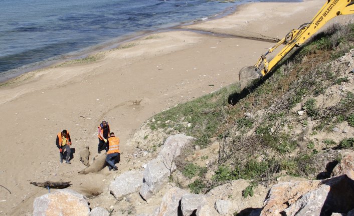 Sinop'ta ölü yunuslar karaya vurdu