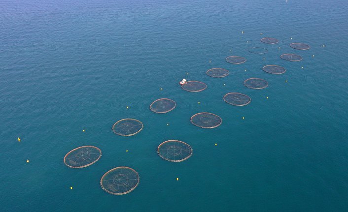 Türk somonu ihracatında hedef, pazar çeşitliliğini artırmak