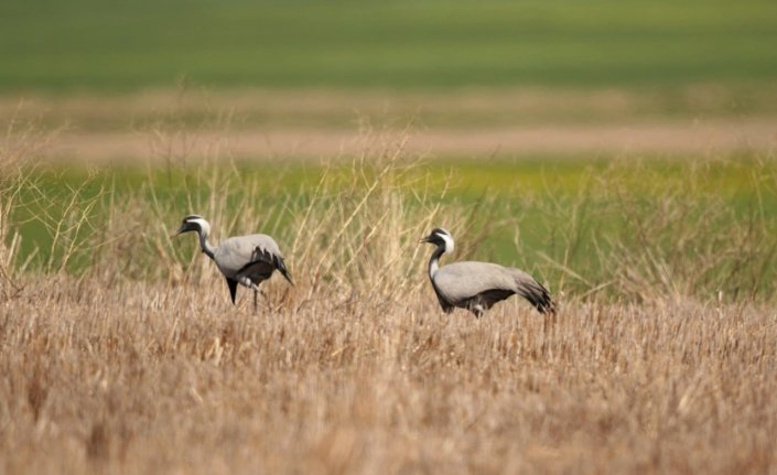 Türkülere konu olan telli turnalar Amasya'da görüldü