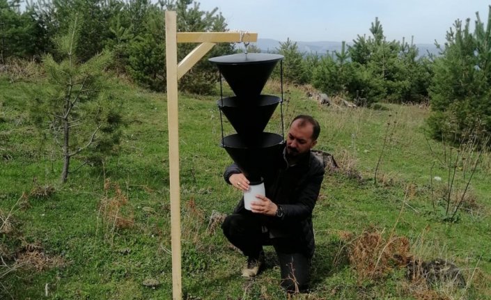 Vezirköprü Orman İşletme Müdürlüğü orman zararlılarına karşı feromon tuzağı kuruyor