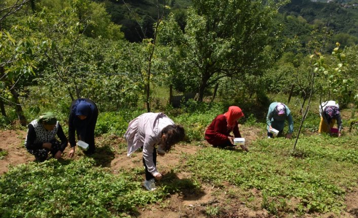 Karadenizli kadınlar topladıkları dağ çileğinden para kazanıyor