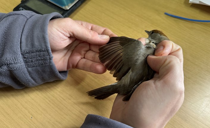 Kızılırmak Deltası'nda 22 yılda 200 binin üzerinde kuş halkalandı