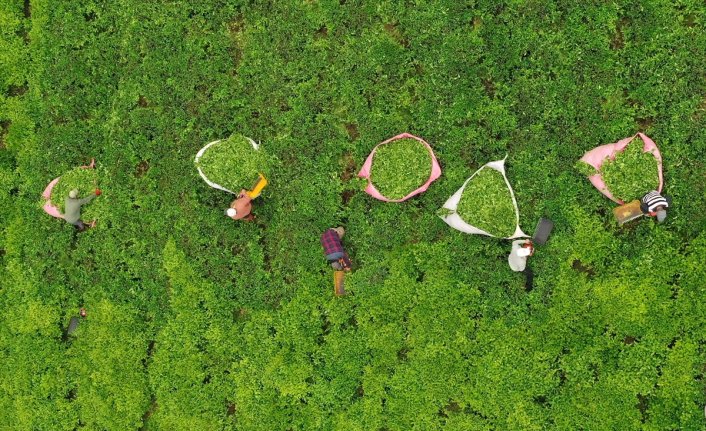 Trabzonlu çay üreticileri ilk sürgün mayıs hasadı için makas sallıyor