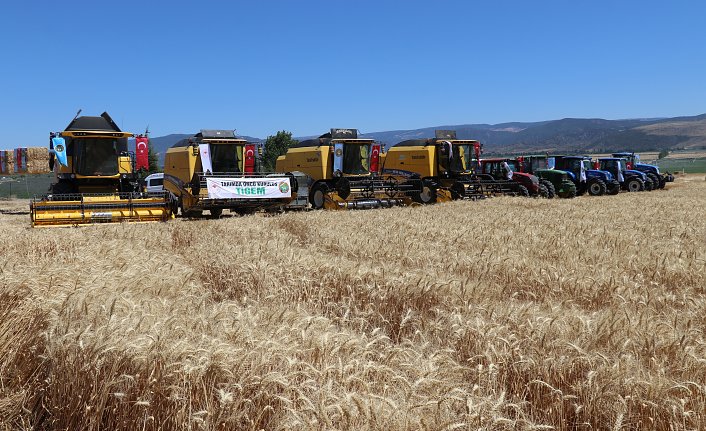 Amasya'da hububat hasadına başlandı