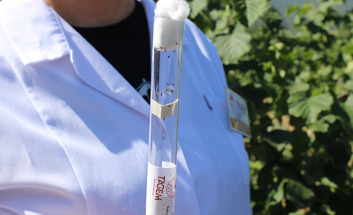 Bartın ve Karabük'te kahverengi kokarca zararlısına karşı 4 bin samuray arısı salındı