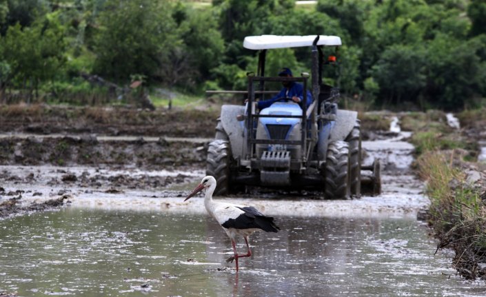 Çeltik tarlalarının müdavimi: Leylekler