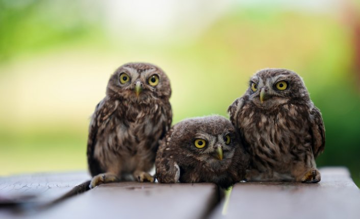 Düzce'de “uçuş provası“nda kaybolan kukumav yavruları korumaya alındı