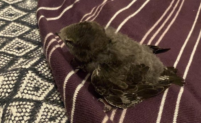 Karabük'te bitkin halde bulunan ebabil yavrusu korumaya alındı