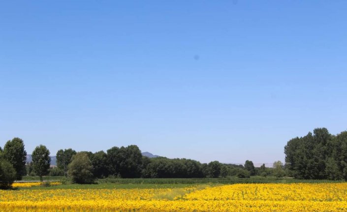 Pazar'da 120 üreticiye yüzde 50 devlet katkılı yağlık ayçiçeği tohumu verildi