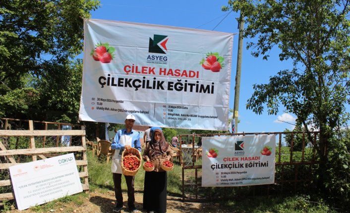 Samsun'da çilek yetiştiriciliği eğitimi düzenlendi