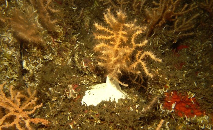 “Sarı Mercanların Korunması Projesi“ başarıyla sürüyor