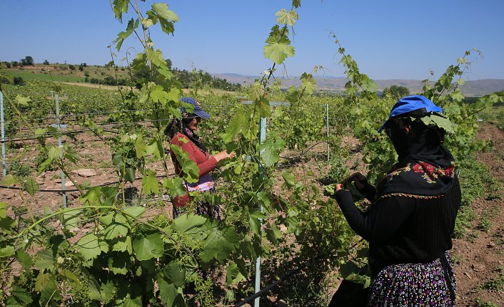 Tokat bağ yaprağının ihracı için biyoteknik mücadeleye ağırlık verildi