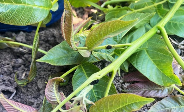 Cevizi tehdit eden zararlıyla mücadele dönemi başladı