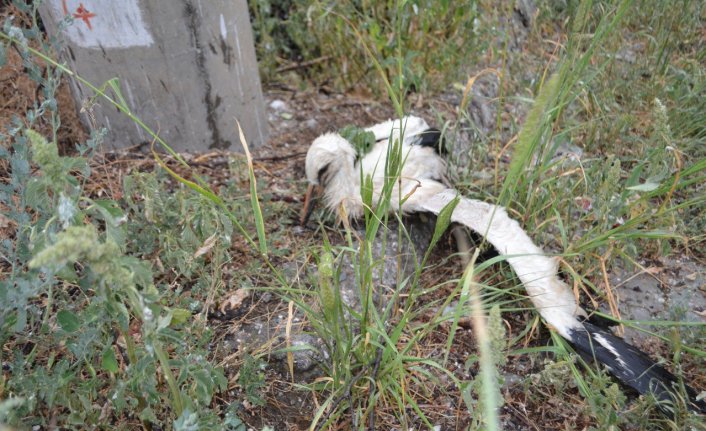 Çorum'da kuvvetli rüzgar nedeniyle yuvasından düşen leylek öldü
