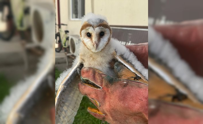 Giresun'da bahçede bulunan 2 baykuş yavrusu koruma altına alındı