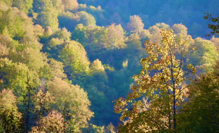 Düzce'de yaylacılar, havaların soğumaya başladığı sonbaharda kışlaklarına dönüyor