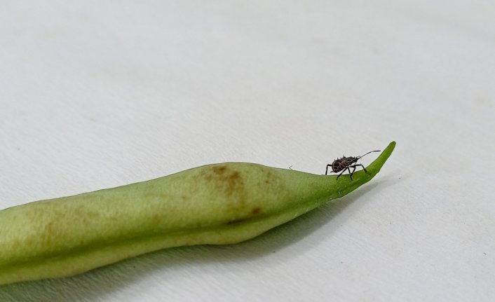 Zararlı böcekler için örümcek zehri ve RNA'dan prototip tarım ilacı üretildi