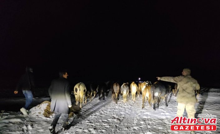 Gümüşhane'de kaybolan büyükbaş sürüsünü jandarma buldu