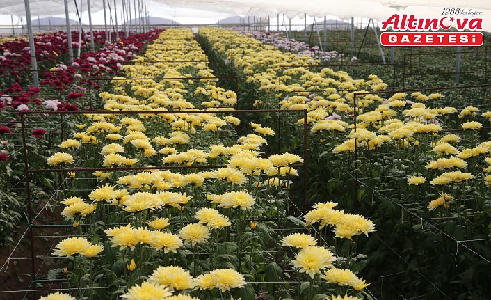 Çiçek sektörü 2024'te Tokat ekonomisine yaklaşık 100 milyon lira katkı sundu