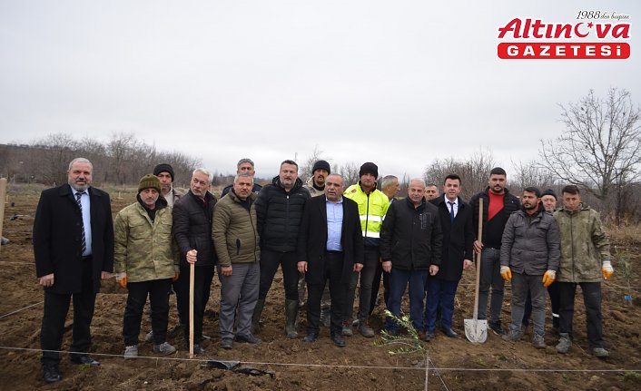 Çorum'da belediyenin 4 dekarlık atıl arazisi zeytin bahçesine dönüştürüldü