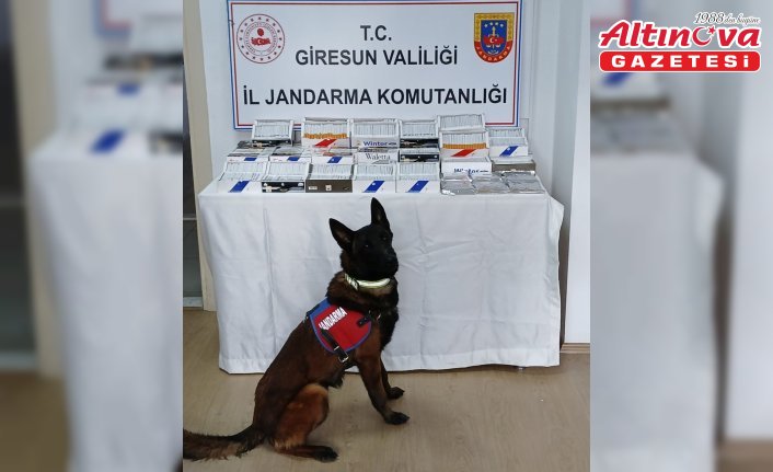 Giresun'da 13 bin 400 makaron ele geçirildi