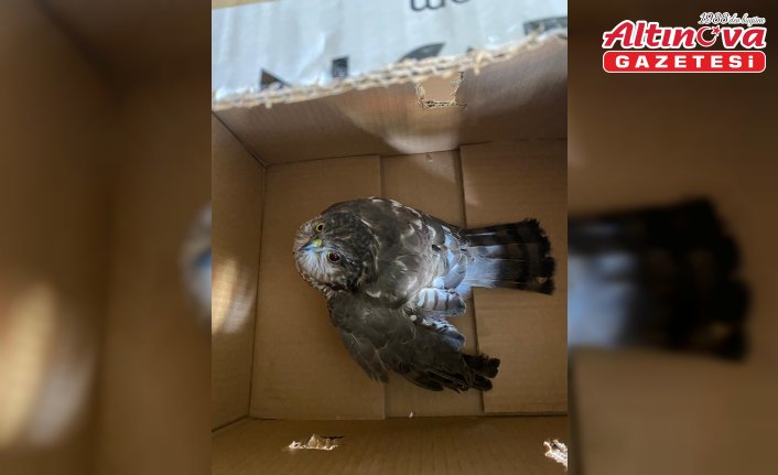 Karabük'te yaralı bulunan atmaca tedaviye alındı