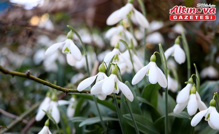 Kastamonu'da sıcak havaya aldanan kardelenler çiçek açtı