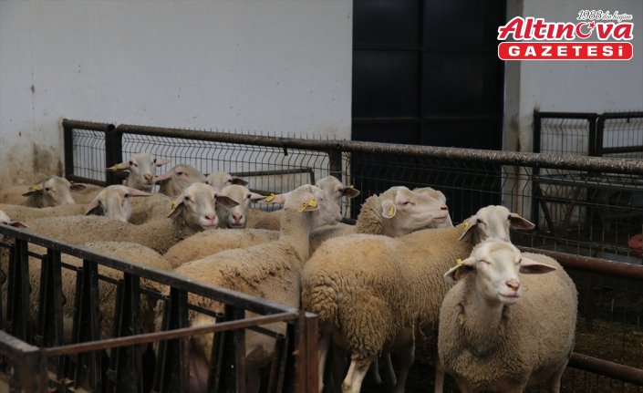 Tokatlı üretici TKDK desteğiyle sürüsünü büyüttü