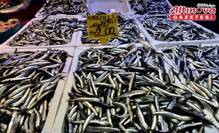 Trabzon'da mezgit ve istavritin kilogramı 150 liradan satılıyor