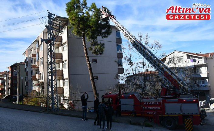 Zonguldak'ta ağaçta mahsur kalan kediyi itfaiye kurtardı