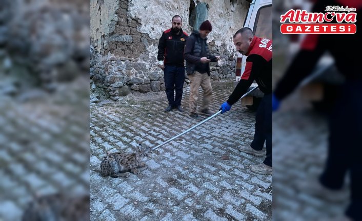 Çorum'da tavuk kümesine giren vaşak yakalandı