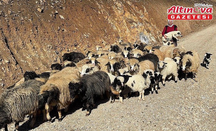 Giresun'da kadın besici devlet desteğiyle sürü sahibi oldu