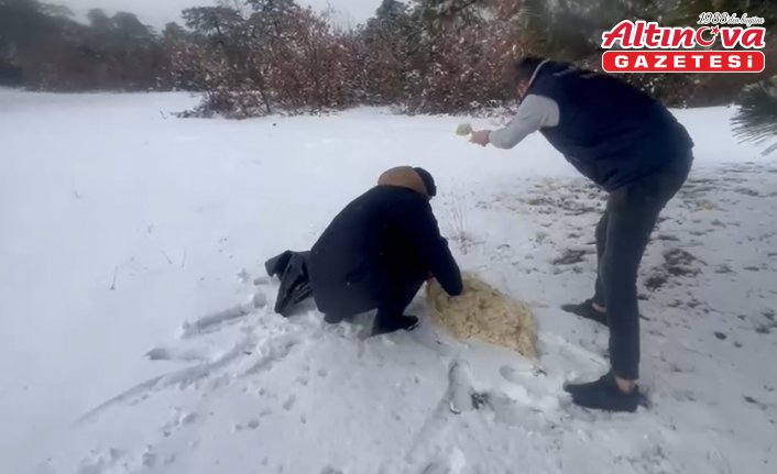 Hamamözü'nde yaban hayvanları için doğaya yem bırakıldı