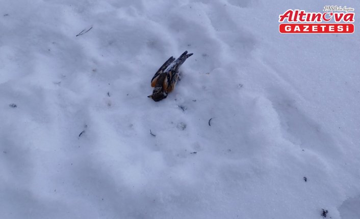 Havai fişek gösterileri ekosisteme ciddi zararlar veriyor