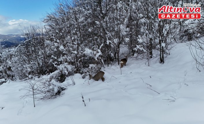 Kastamonu'da karda yürüyen 2 karaca dronla görüntülendi