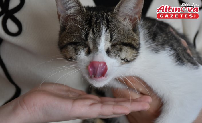 Polis çift ikisi engelli 3 kediye evini açtı