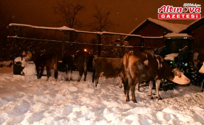 Samsun'da kar nedeniyle çöken ahır çatısının altında kalan hayvanlar kurtarıldı