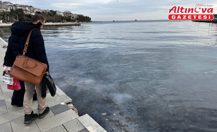 Sinop kıyılarında binlerce denizanası görüntülendi