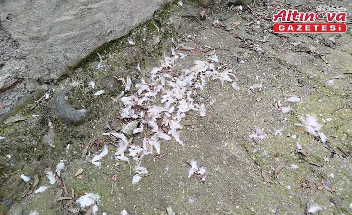 Sinop’ta sahipsiz köpeklerin saldırdığı 6 kanatlı hayvan telef oldu