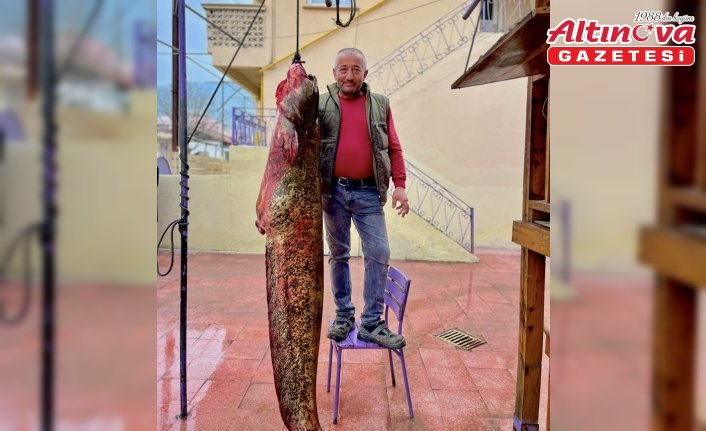 Sinop'ta 100 kilogramlık yayın balığı avlandı