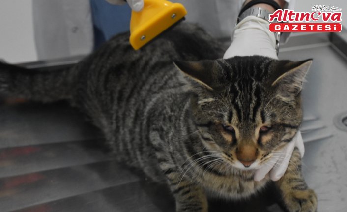 Tedavisini yaptığı görme engelli kedi “Yogi“ye kliniğinde bakıyor