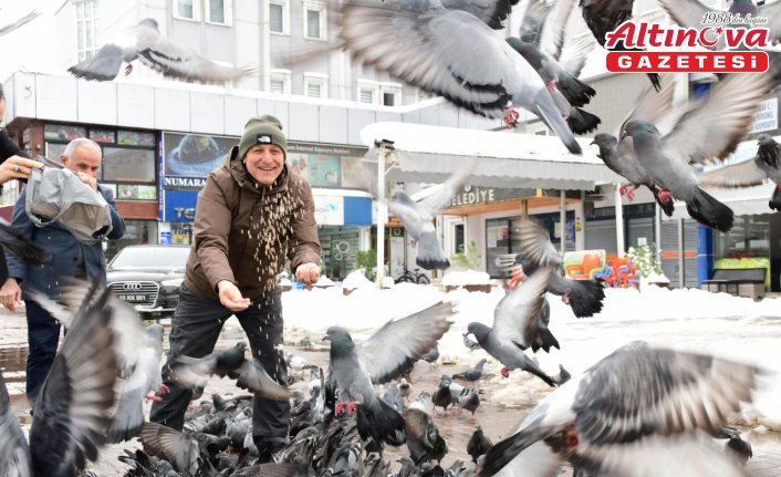 Terme Belediyesi kar nedeniyle yiyecek bulamayan hayvanları besliyor