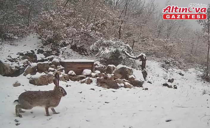 Tokat'ta Canik Dağları'nda dolaşan tavşan fotokapanla kaydedildi