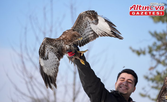 Uzman ellerde iyileştirilen kızıl şahinler yeniden gökyüzüyle buluşacak