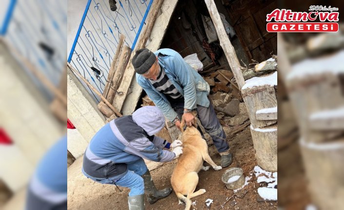Yığılca'da sahipli hayvanları aşılama ve kimliklendirme çalışmaları sürüyor