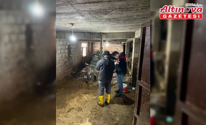 Zonguldak'ta şap hastalığı şüphesiyle bir köyde karantina başlatıldı