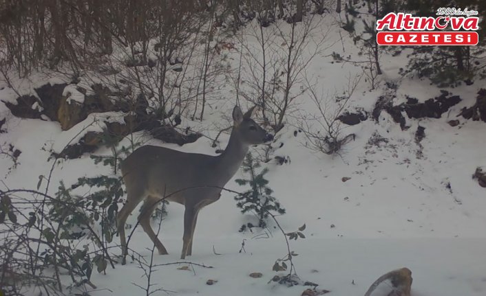 Amasya'da karacalar fotokapanla görüntülendi
