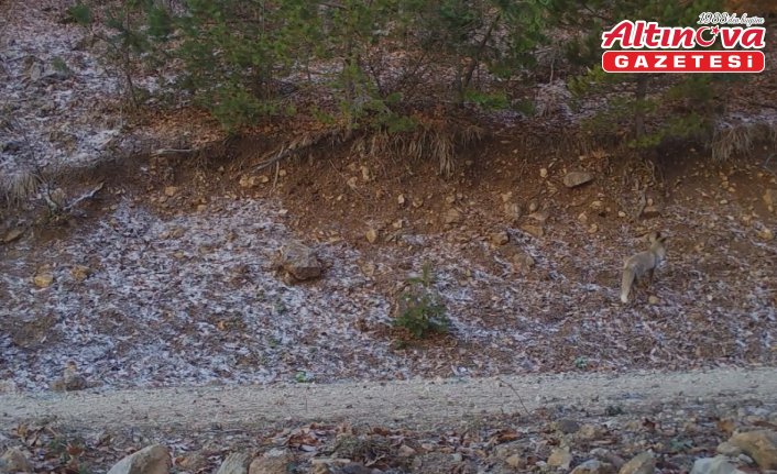 Amasya'da kızıl tilki fotokapanla görüntülendi