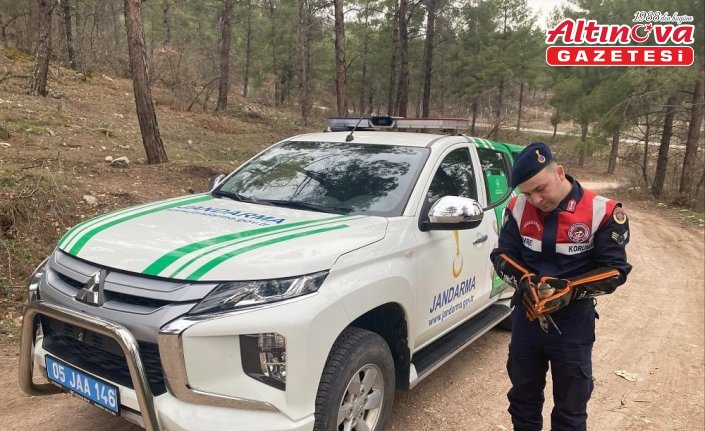 Amasya'da yaralı bulunan atmaca tedavi altına alındı