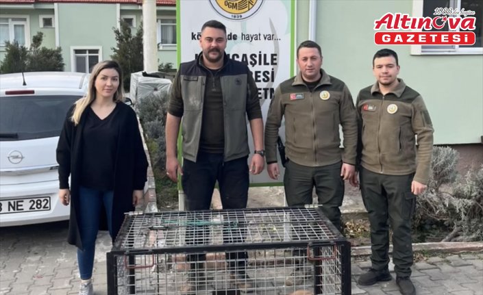 Bartın'da tuzağa yakalanan porsuk kurtarıldı
